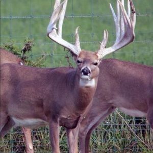 Meet your Posher, Charles